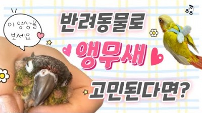반려동물 추천, 앵무새 반련동물 키우기, 코뉴어 앵무새