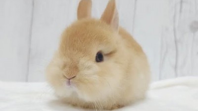 반려동물 토기 귀여운 네덜란드 토끼 