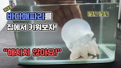 반려생물 바다 해파리, 아름다움에 놀랠 신비의 바다 해파리 키우는 방법, 키우볼만한 바다해파리 정보