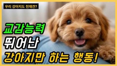 천재견 강아지 행동 알아보는 방법, 지능 높은 강이지 행동, 교감능력 좋은 강아지 행동, 반려견 천재견 행동 유형 정보