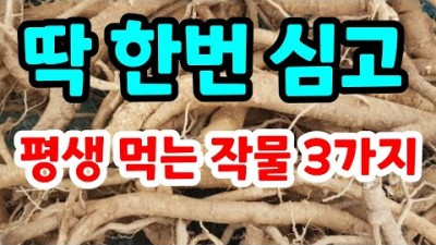 여러해 살이 작물 한번 심고 평생 수확이 가능한 추천 작물 화분에 심으면 좋은 작물 초보자도 쉽게 재배할 수 있는 작물 약초(두릅,독활,아스파라거스)정보