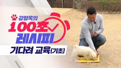 강아지 교육, 강아지 기다려(기초) 교육 방법 팁 정보[강형욱의 보듬TV]