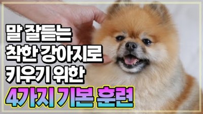 강아지 훈련 방법, 강아지 말 잘듣게 하는 훈련법, 강아지 기본 훈련, 순한 강아지 착한 댕댕이 훈련 방법[출처:유튜브-윤샘의 강아지상담소]