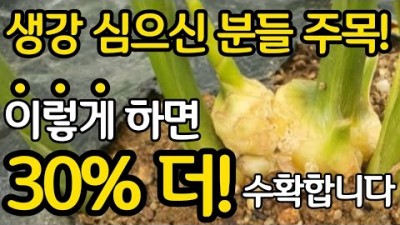 생강 재배 방법, 생강 나방, 벌레 방지하는 방법, 생강 수확 30%이상 늘리는 방법, 9월 초 생강 밭에 꼭 해야하는 일(성토 복토 추비(2차 웃거름), 생강 수확량 늘리는 방법 정보