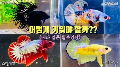 베타 입문 꼭 알아야 할 베타 물고기 키우는 방법, 베타 안죽이고 건강하게 기르는  