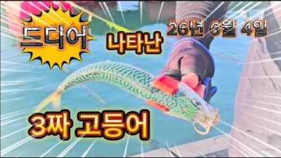 거제도 고등어 낚시 포인트 및 조황 정보, 거제도 방파제 낚시 원투 낚시 포인트 및 조과 정보