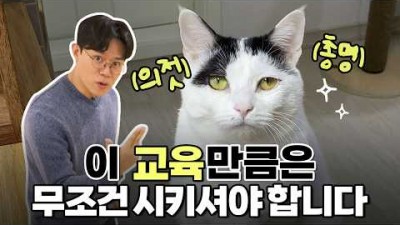고양이 훈련 교육 방법, 고양이 훈련 기본 3가지 방법, 고양이 교육 방법 정보