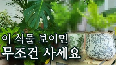 예쁘고 키우기 쉬운 반려 식물 추천 정보, 인테리어 효과 있는 손 쉽게 키울수 있는 식물, 아스파라거스 미리오클라두스, 무늬보스턴고사리